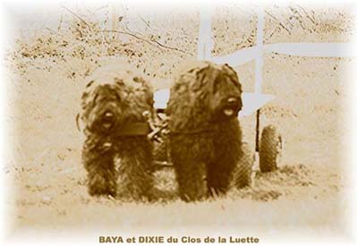 bouvier des flandres et attelage canin - Elevage du Clos de la Luette  -  Copyright depose